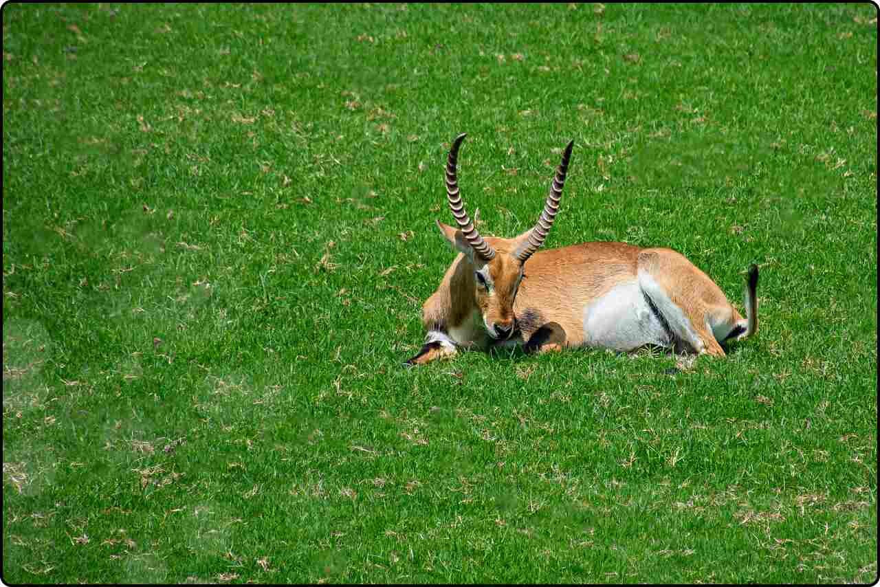 A serene scene of a deer sitting peacefully on green grass.